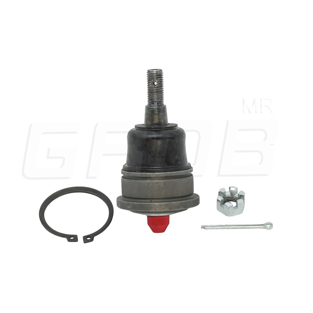 ROTULA INFERIOR